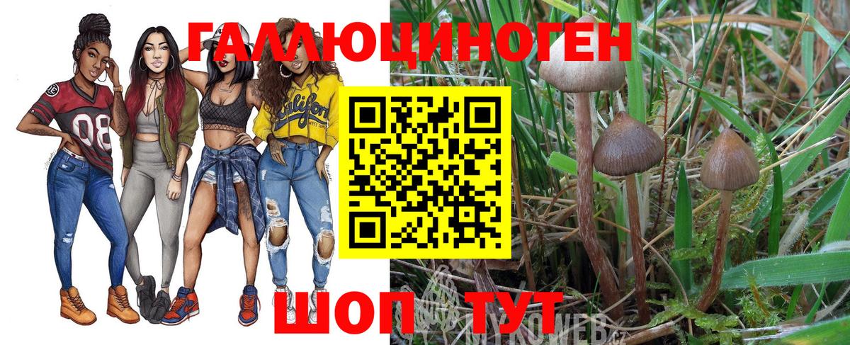 Псилоцибиновые грибы Psilocybine cubensis Феодосия